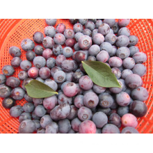 IQF Freezing/Freeze-Dried Organic Blueberry Zl-001 5